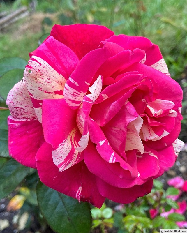 'Daring Spirit™' rose photo