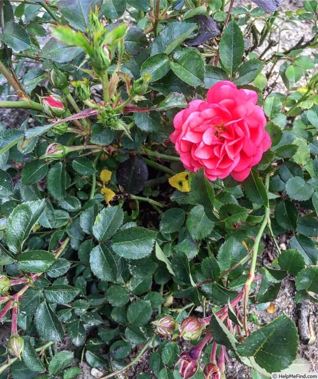 'Coral Drift ®' rose photo