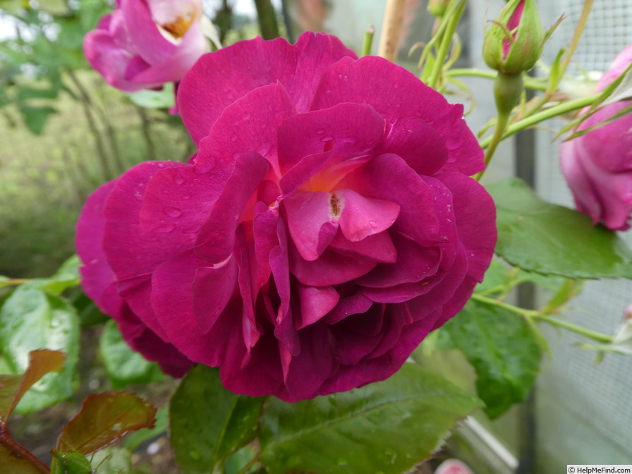 'Ile de Fleurs ®' rose photo