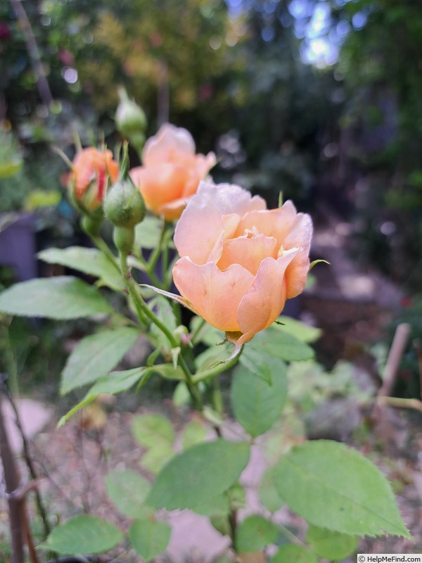'Grace ® ™ (English rose, Austin 2001)' rose photo