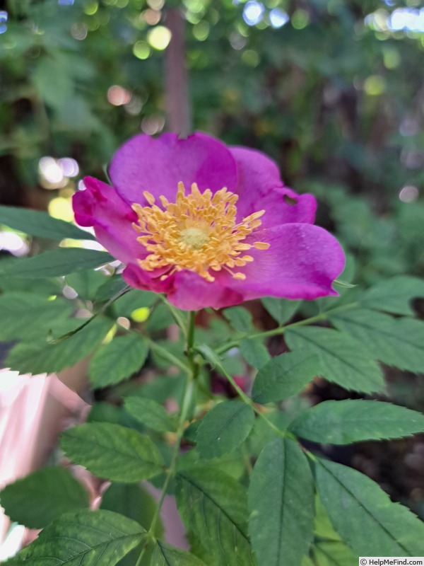 'Jam-a-licious ®' rose photo
