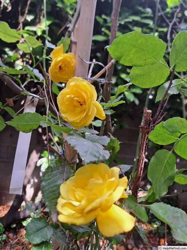 'Friesia (floribunda, Kordes 1973)' rose photo