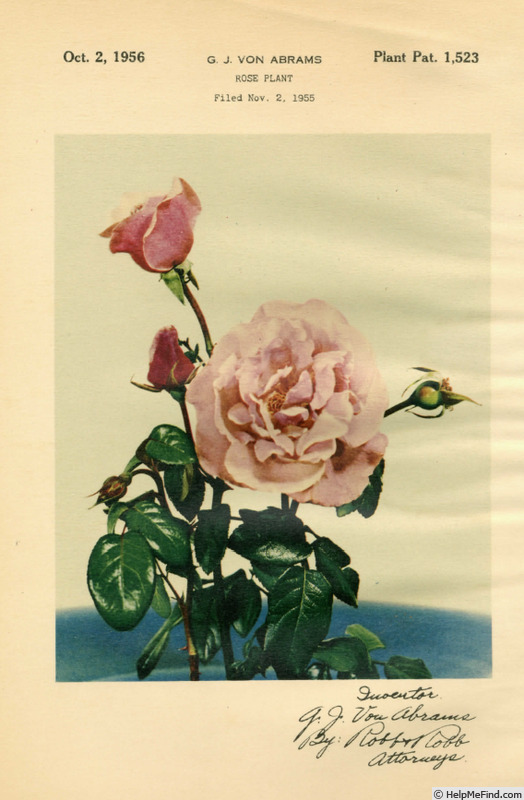 'Pink Favorite' rose photo