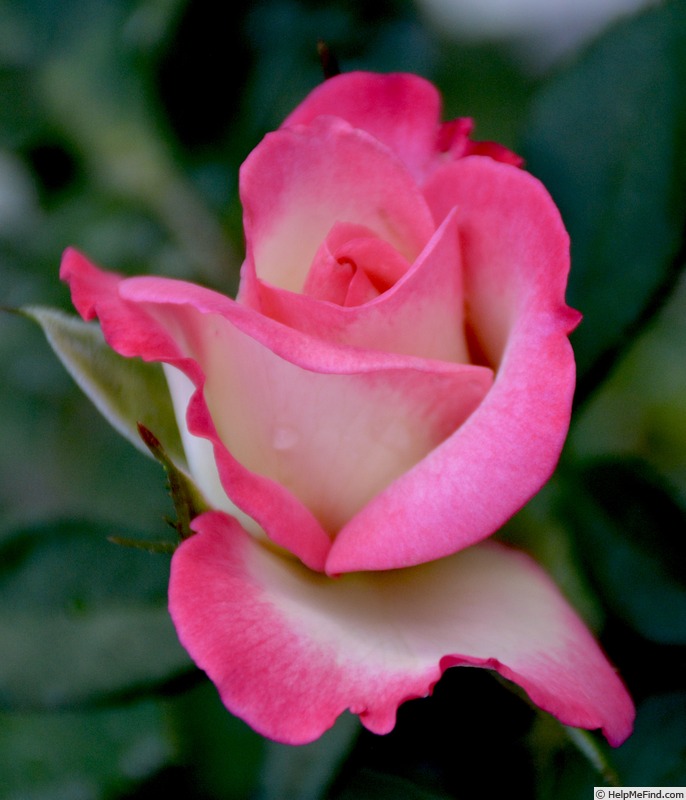 'Vernon Rickard' rose photo
