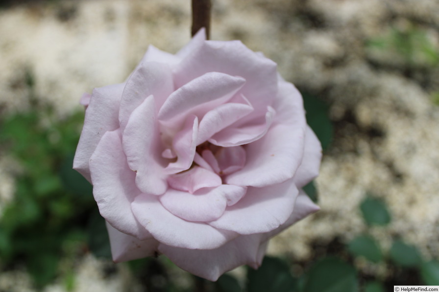 '02-22-02' rose photo