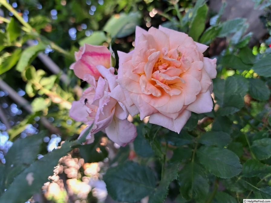 'Pierre Hermé ®' rose photo