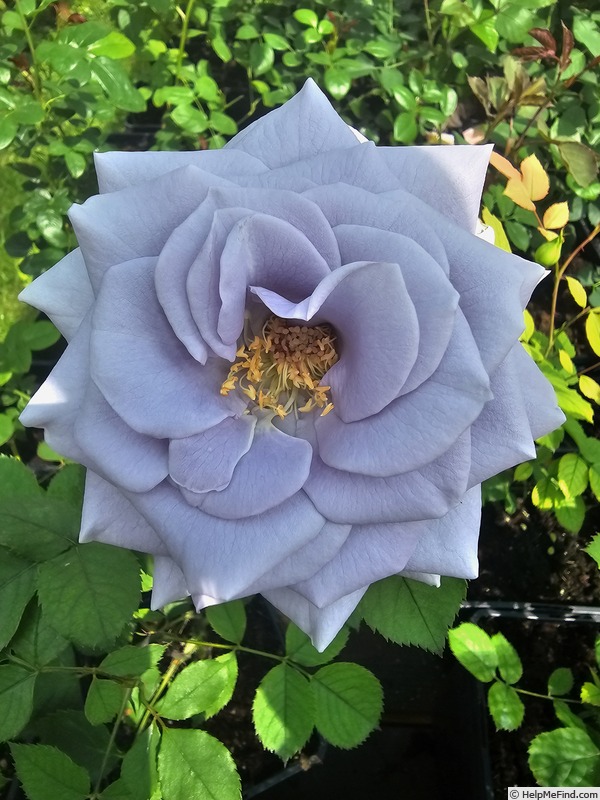 'Turn Blue' rose photo