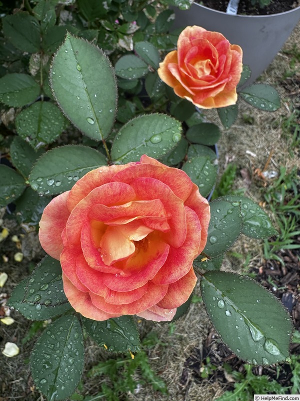 'Kaleidoscope Girl' rose photo