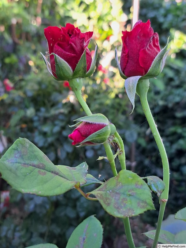 'Simone Veil ®' rose photo