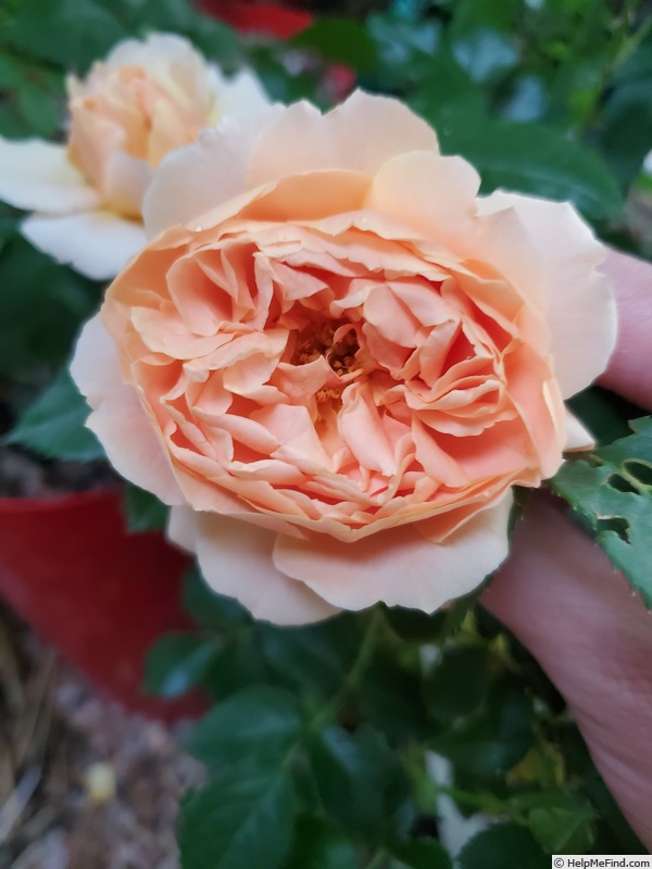 'At Last ®' rose photo