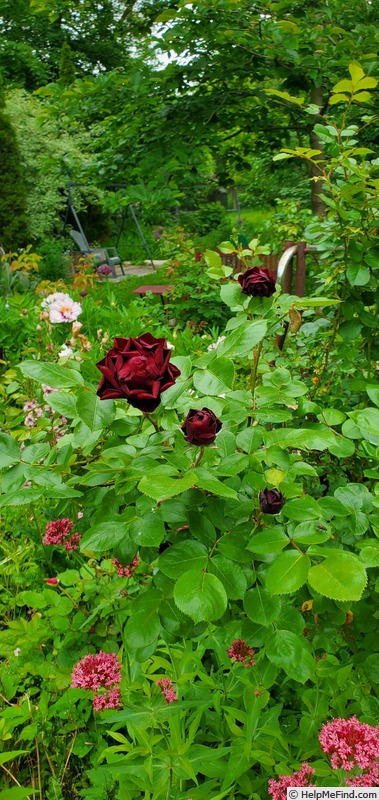 'Malicorne ® (floribunda, Delbard  2006)' rose photo