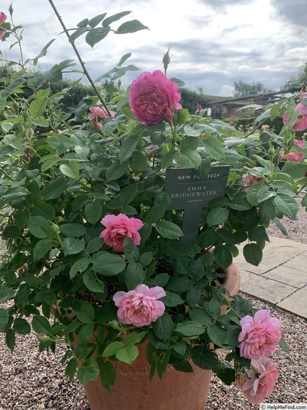 'Emma Bridgewater ™' rose photo