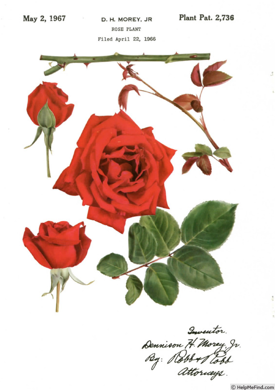 'Royal Canadian (Hybrid Tea, Morey by 1966)' rose photo