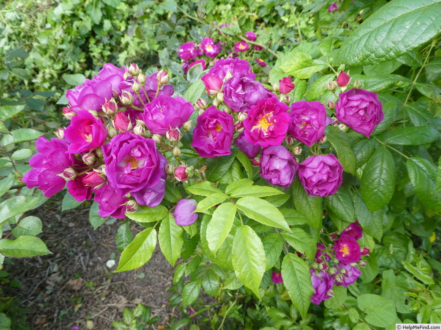 'Purple Siluetta ®' rose photo