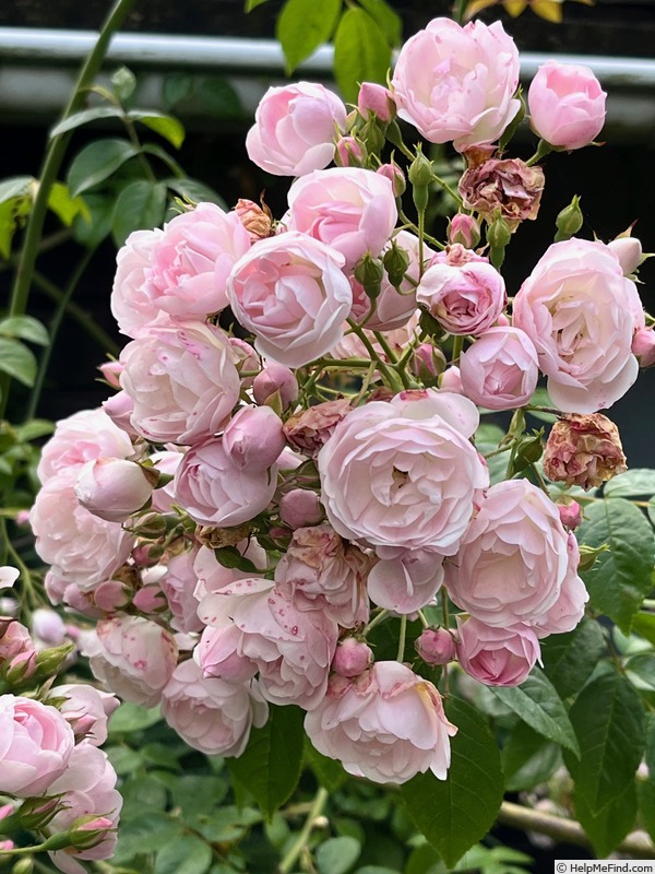 'Ethel' rose photo