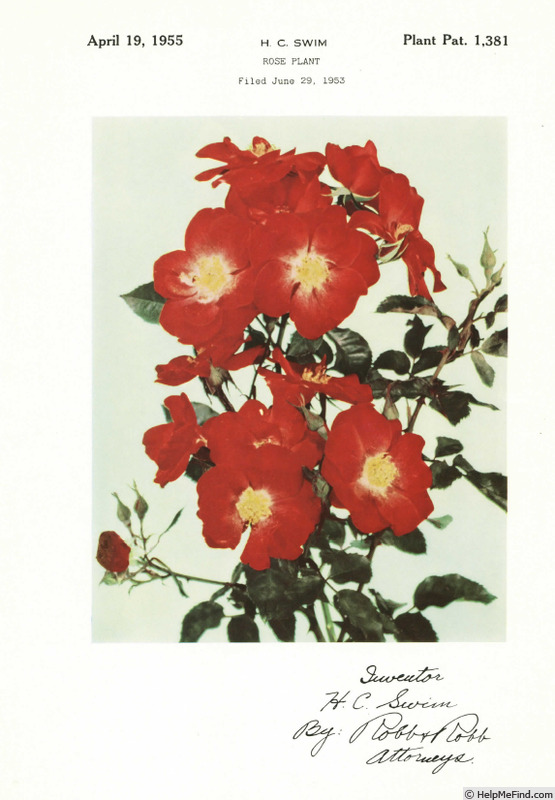 'Wildfire (floribunda, Swim 1953)' rose photo