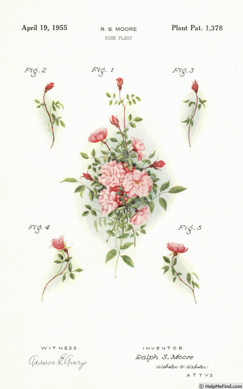'Pink Joy (miniature, Moore 1953)' rose photo