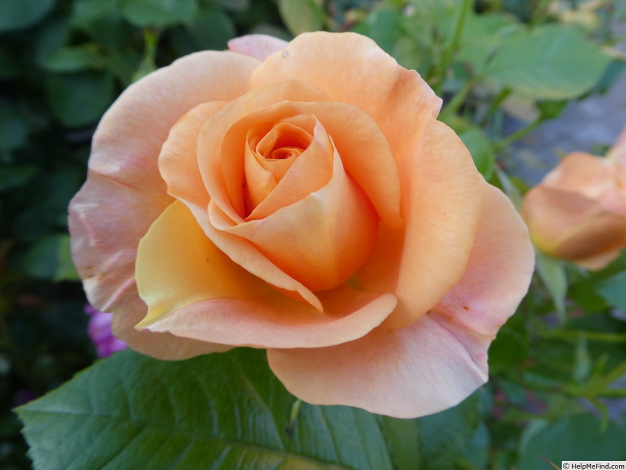 'Bengali (floribunda, Kordes 2000/10)' rose photo