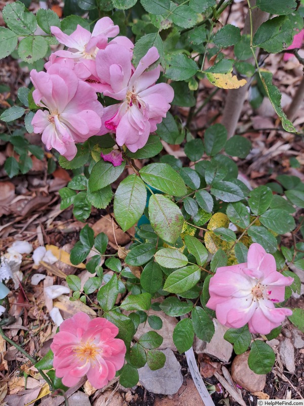 'Finn's Rose ®' rose photo