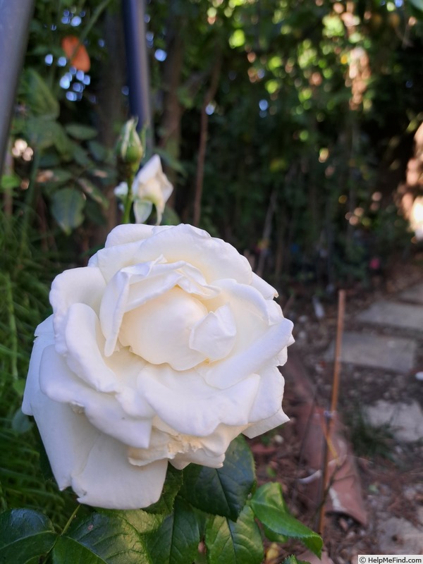 'Jeanne Coeur ®' rose photo
