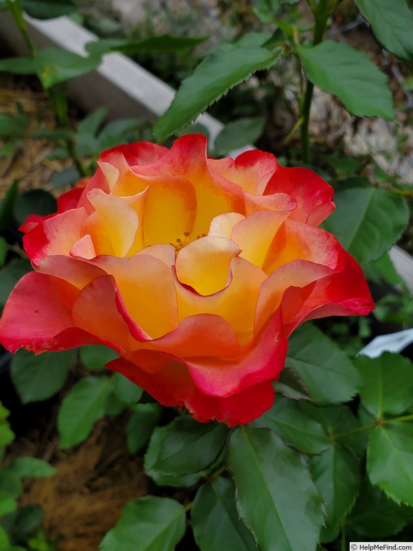 'True Sincerity' rose photo