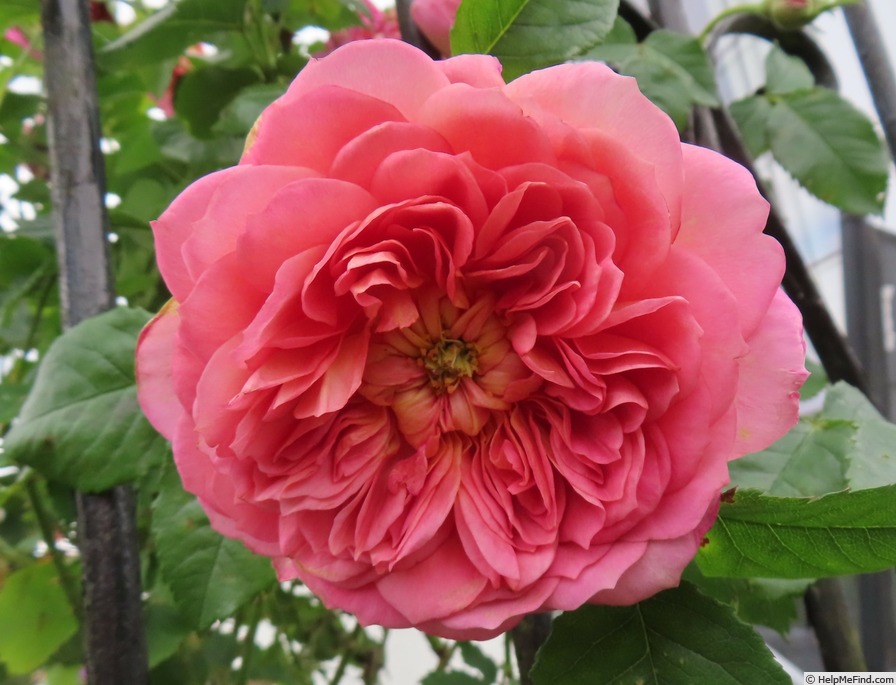 'Emma Bridgewater ™' rose photo