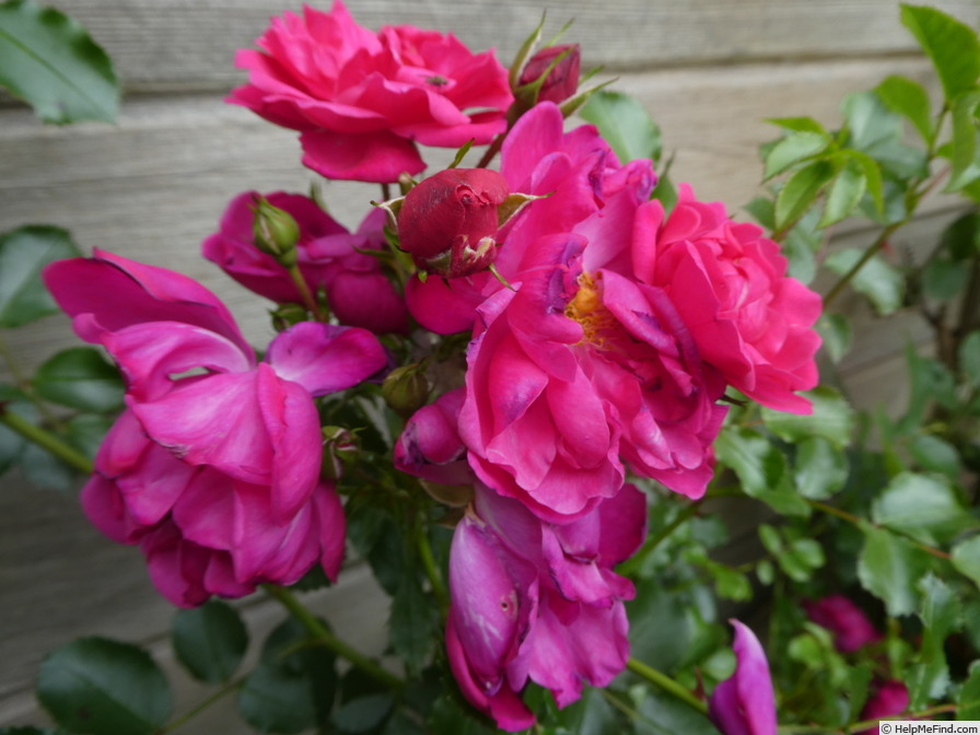 'Hotline ® (shrub, Kordes 2003/18)' rose photo
