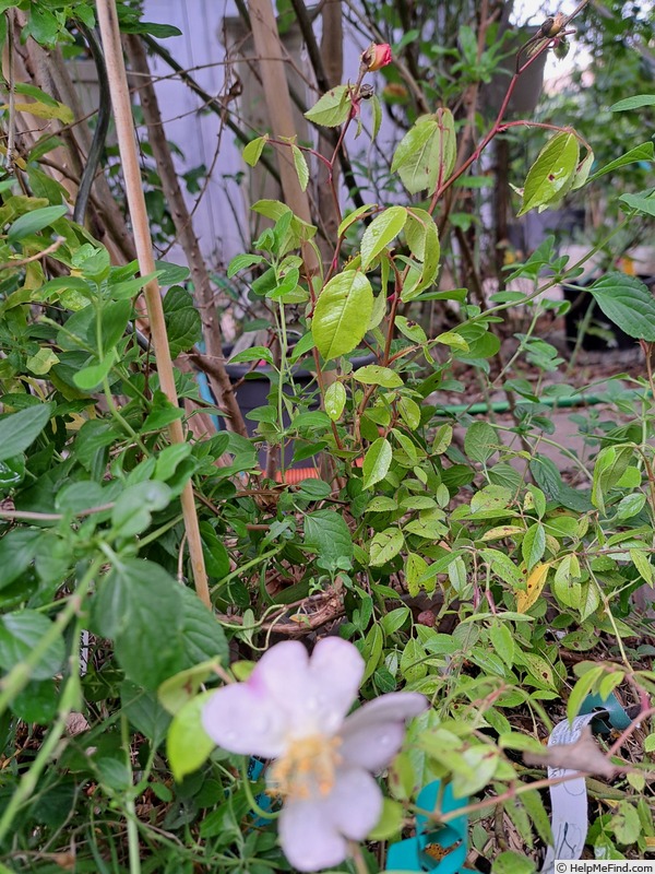 'Plaisanterie (Hybrid Musk, Lens 1988/96)' rose photo