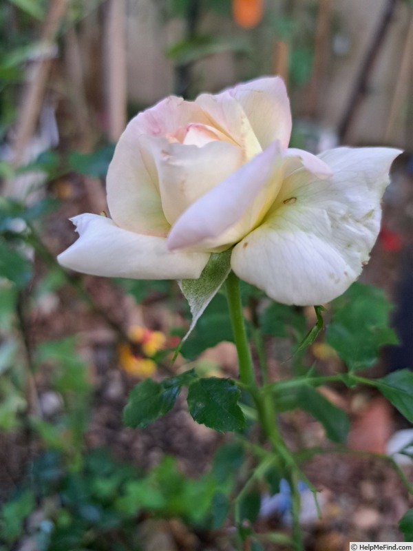 'Espoir d'Anjou ®' rose photo