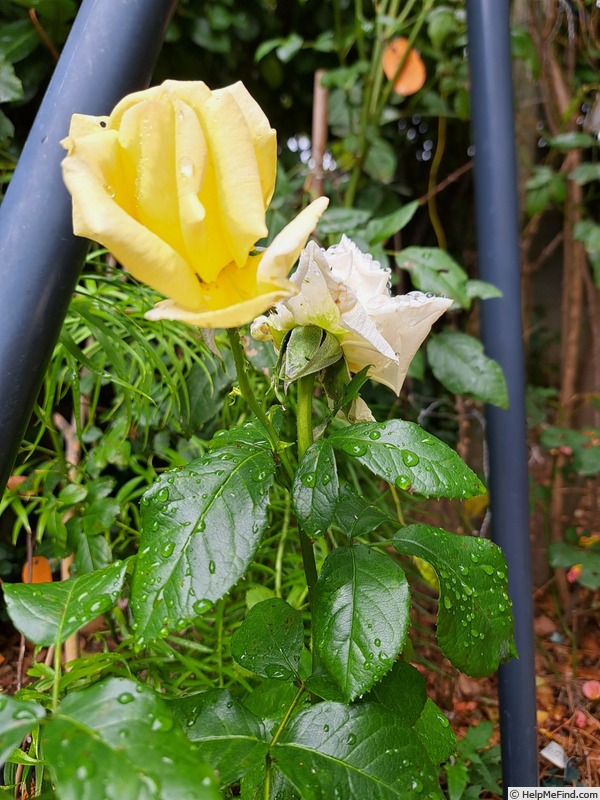 'Jeanne Coeur ®' rose photo