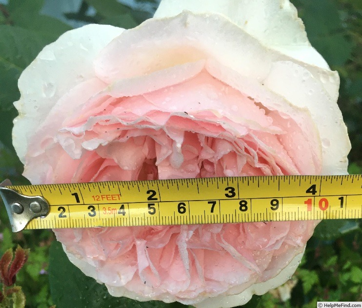 'Bliss (floribunda, Kordes 2003)' rose photo