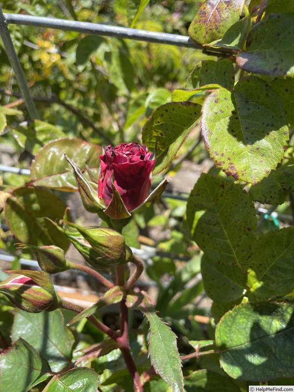 'A Night of Magic' rose photo