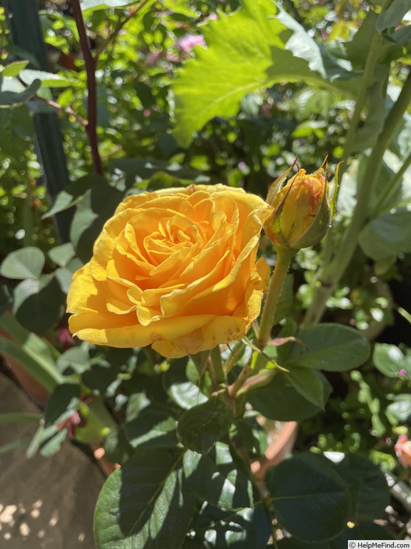 'It's Gorgeous' rose photo