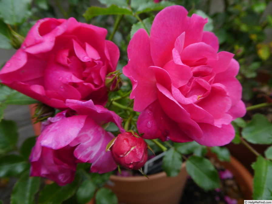 'Hotline ® (shrub, Kordes 2003/18)' rose photo