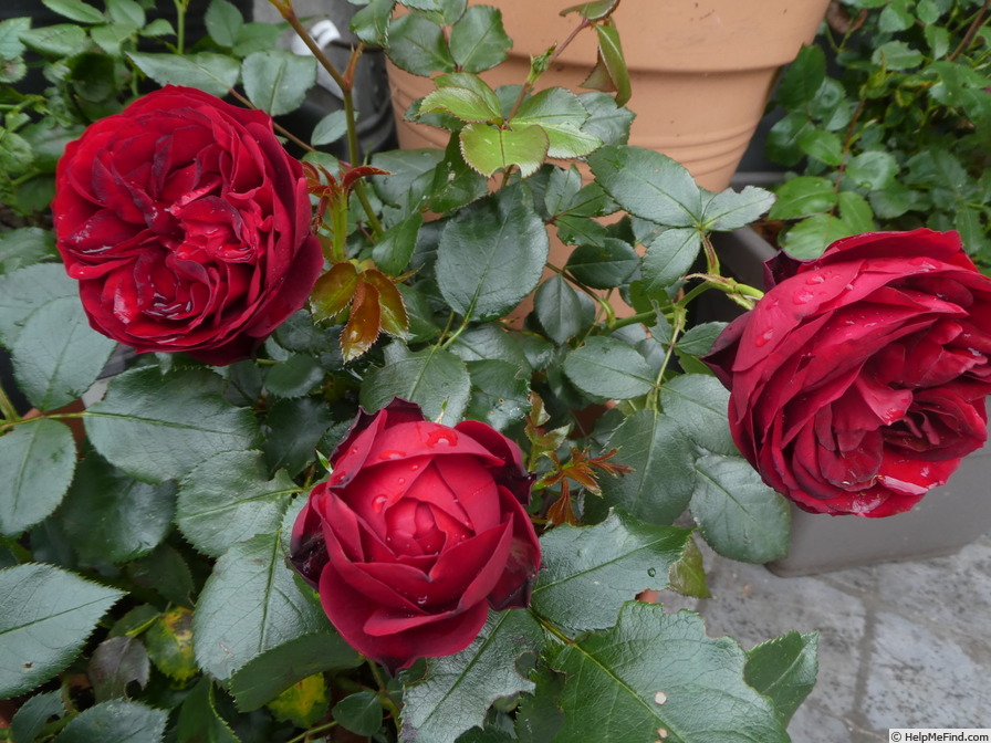 'Till Eulenspiegel ® (floribunda, Kordes 2017)' rose photo