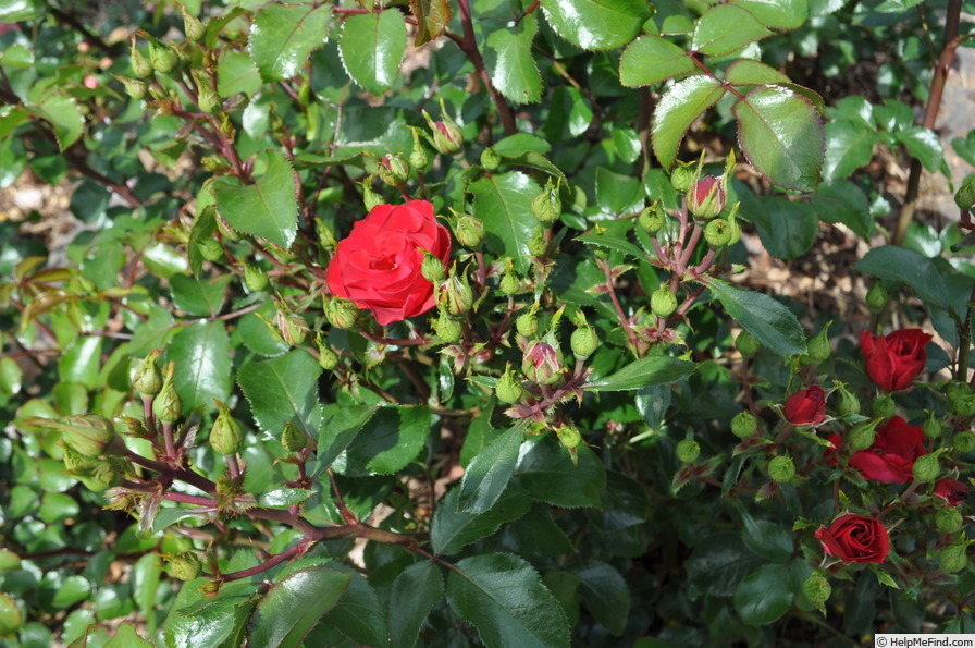 'RF 14 1227' rose photo