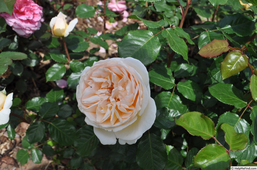 'Marzipan (hybrid tea, Kordes 2014/24)' rose photo