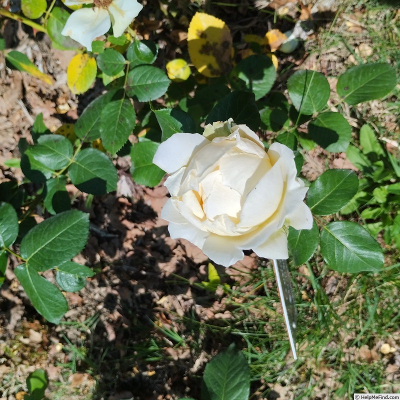 'Judit' rose photo