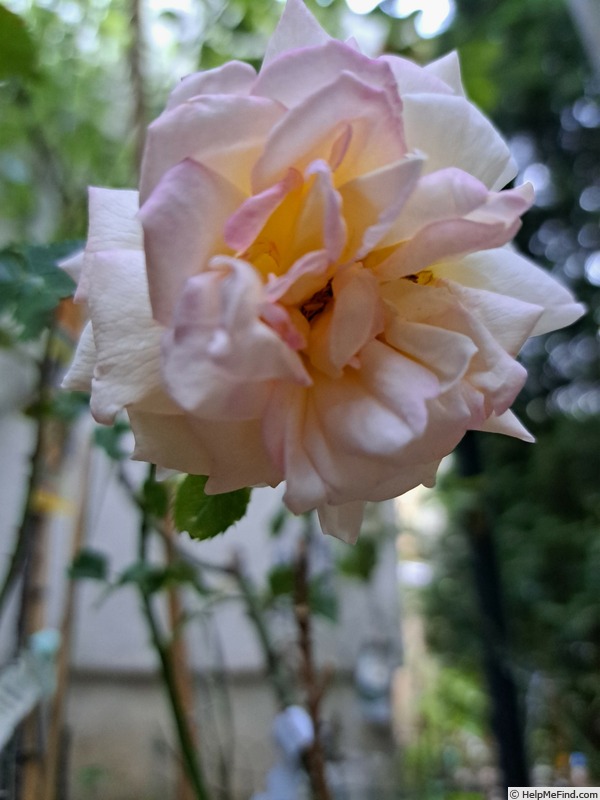 'Espoir d'Anjou ®' rose photo