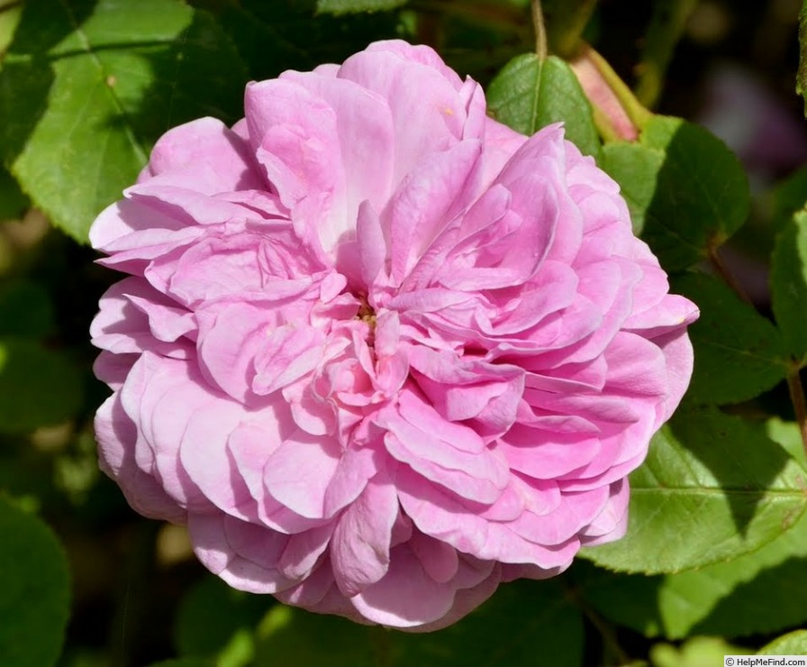 'La Favorite (hybrid perpetual, Guillot père 1871)' rose photo