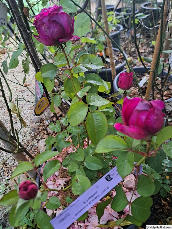 'Château de Maintenon ®' rose photo