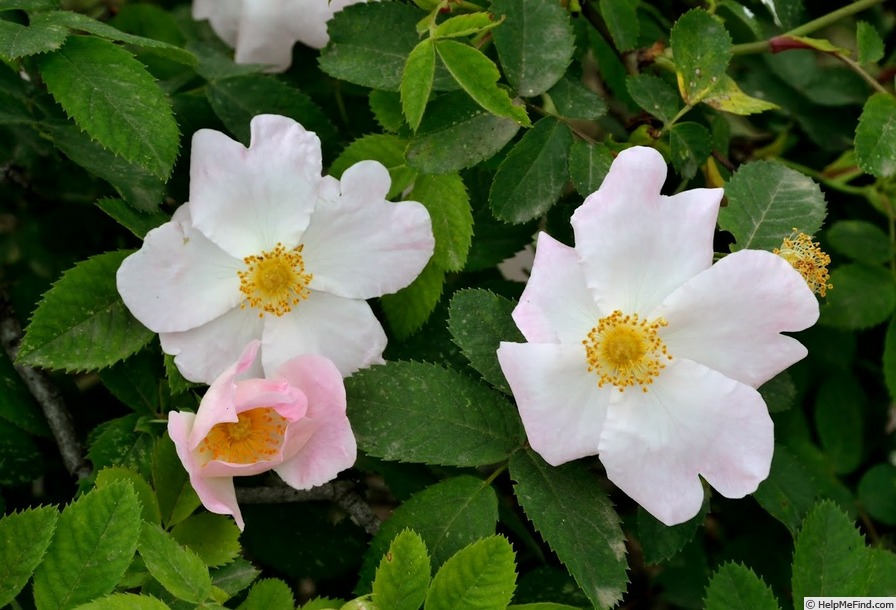 '<i>Rosa achburensis</i> Chrshan.' rose photo