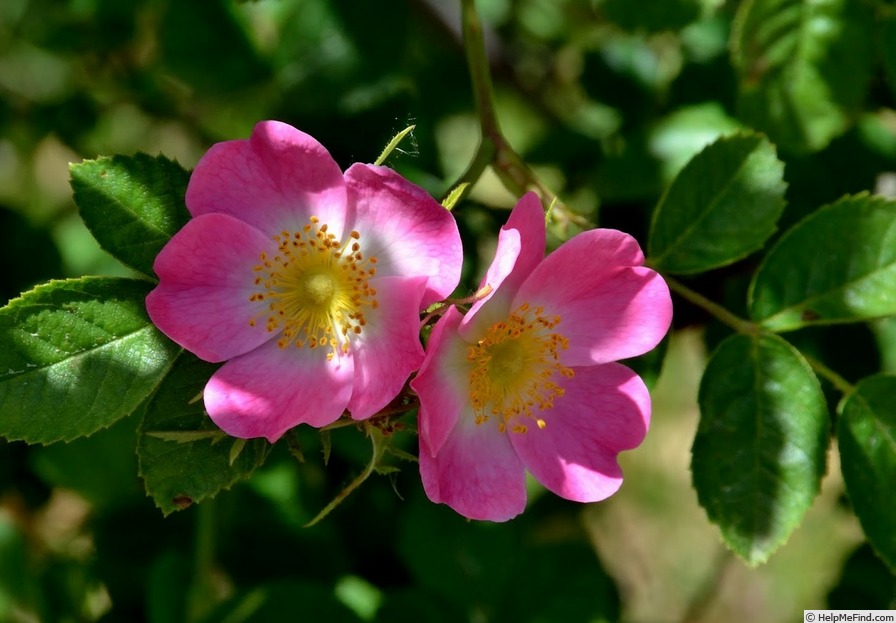'<i>R. caryophyllacea</i>' rose photo