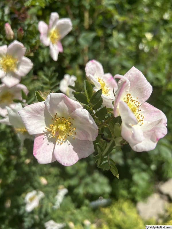 'Lovisa' rose photo