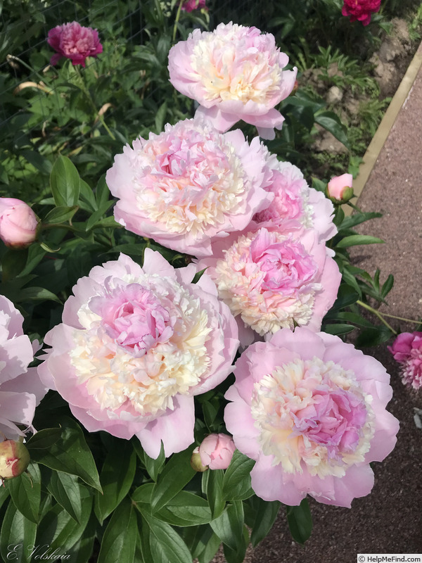 'Angel Cheeks' peony photo