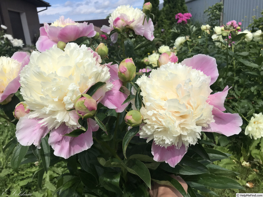 'Touch of Class' peony photo