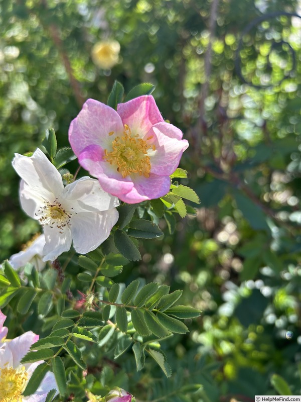 'Lovisa' rose photo