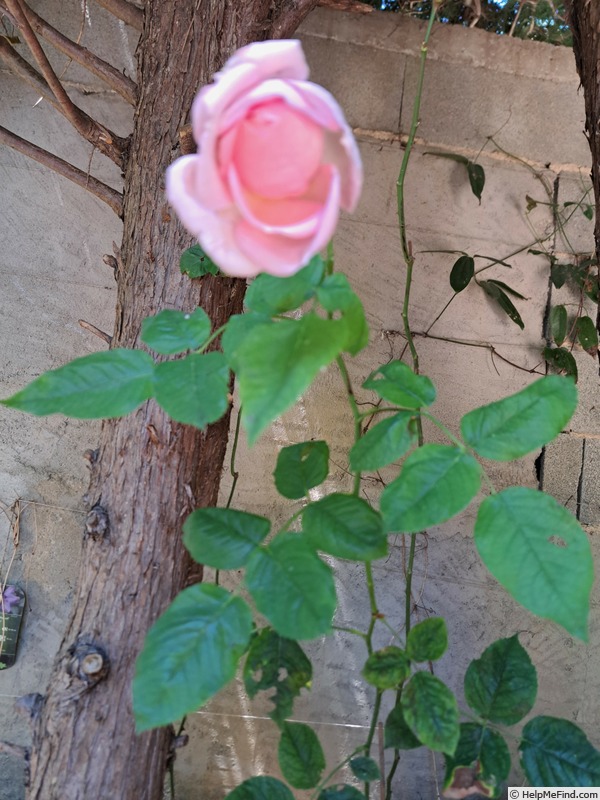 'Gérard Depardieu ®' rose photo