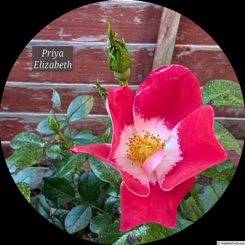 'Priya Elizabeth' rose photo