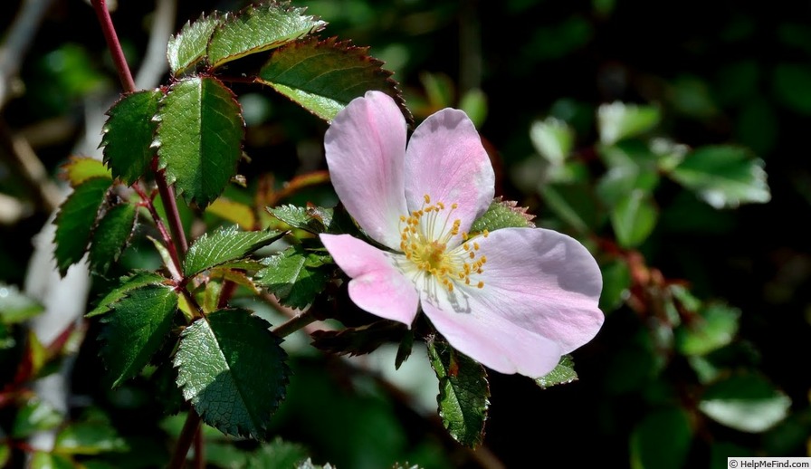 'R. pouzinii' rose photo